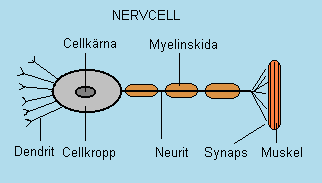 Nervcell