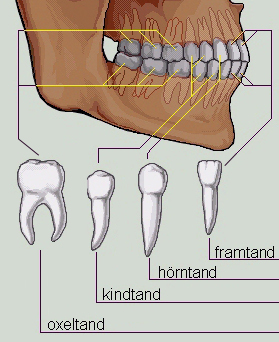 Tändernas form